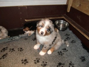 Sammy